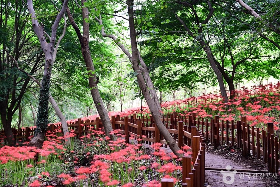 전남_함평_용천사꽃무릇공원 (7)