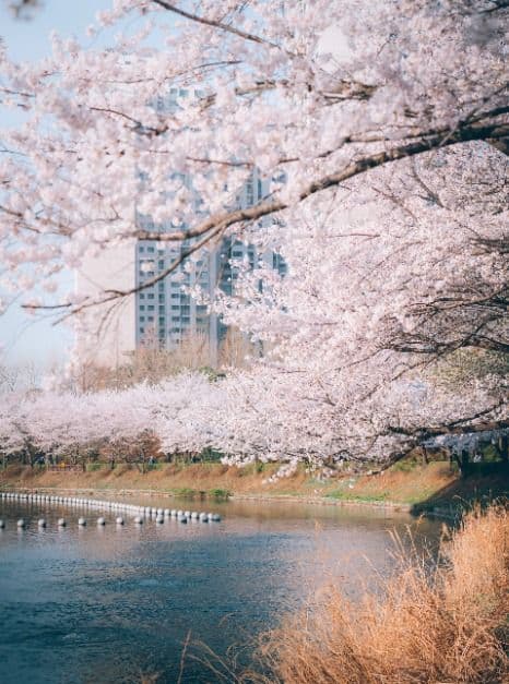2025 송파구 호수벚꽃축제 5