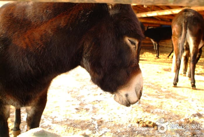 이효석 문화마을_11