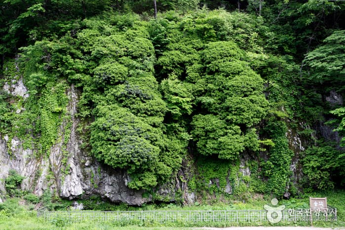 전북_고창_선운산 숲길에서 숨은 꽃을 만나다12