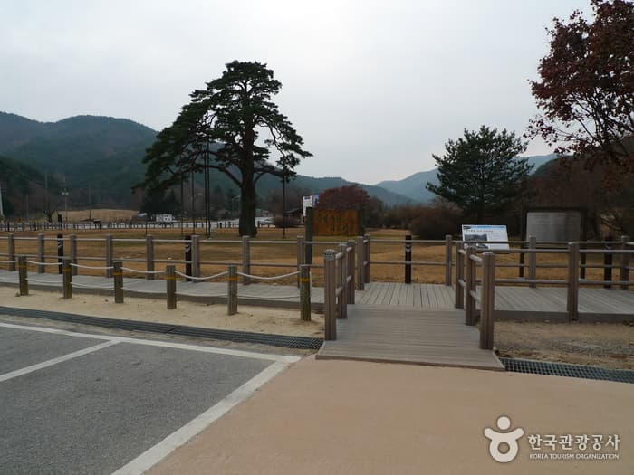 충북 보은 정이품송 (6)