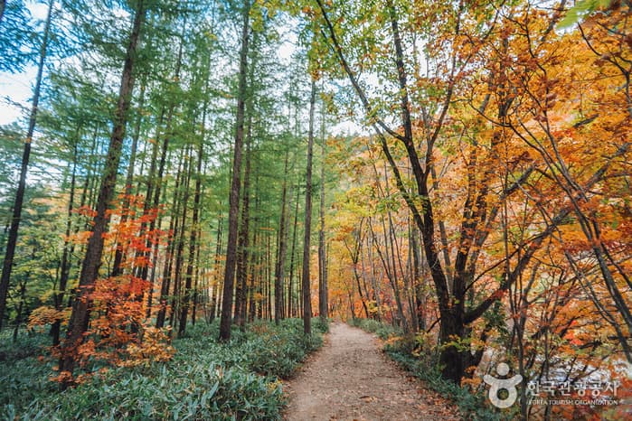 한국관광공사 추천 11월 걷기여행길_오대산 선재길 월정사 전나무 숲길_04