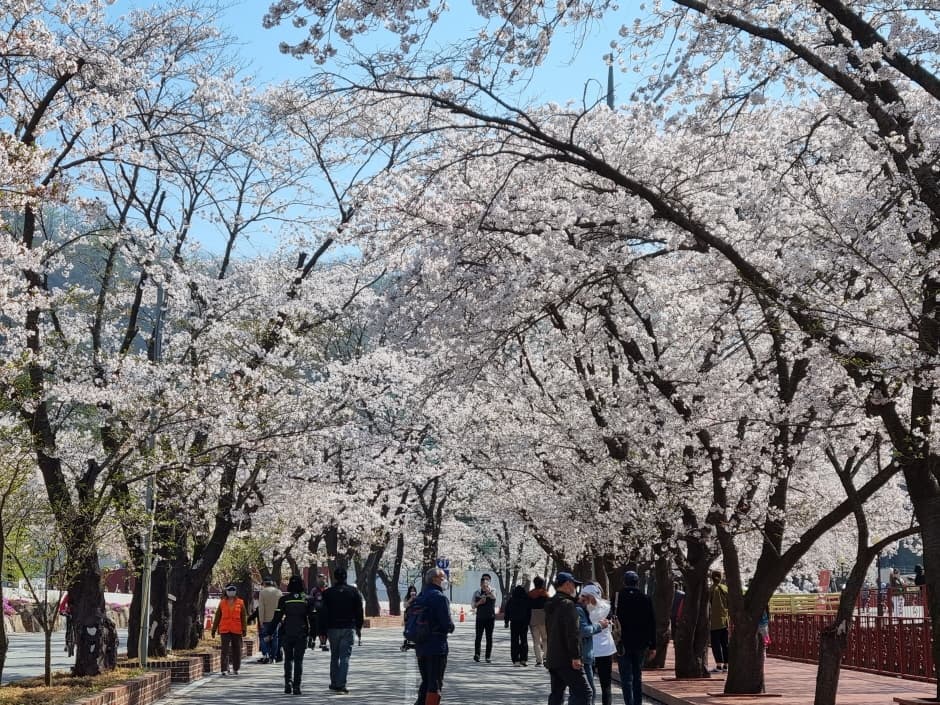 에덴벚꽃길 벚꽃축제 (17)