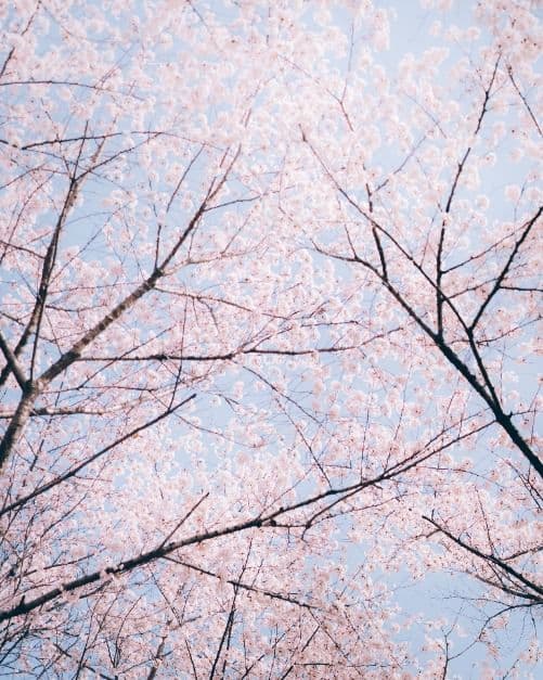 2025 송파구 호수벚꽃축제 7