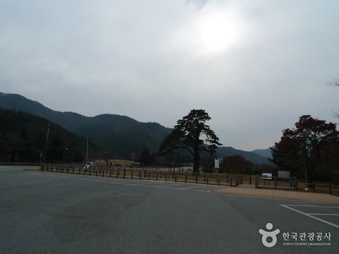 충북 보은 정이품송 (7)