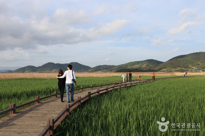 130510전남_순천_순천만자연생태공원 10