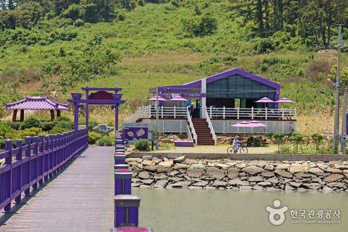 전남_신안_1보 3컷 인생샷 성지, 보라색 파도치는 반월도·박지도_18