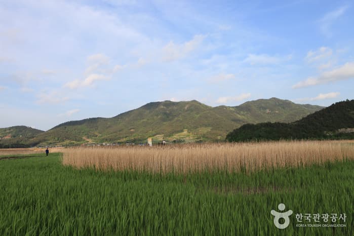 130510전남_순천_순천만자연생태공원 11