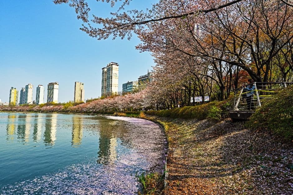 2025 송파구 호수벚꽃축제 1