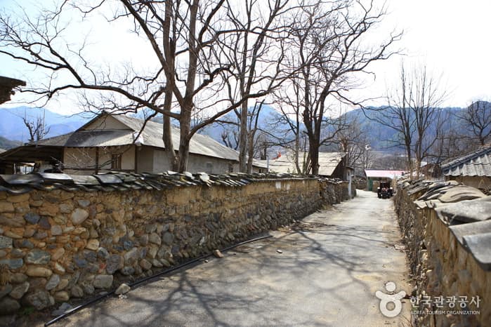 지전마을 돌담길_19