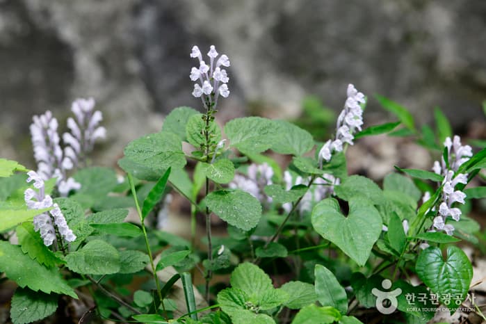 전북_고창_선운산 숲길에서 숨은 꽃을 만나다01