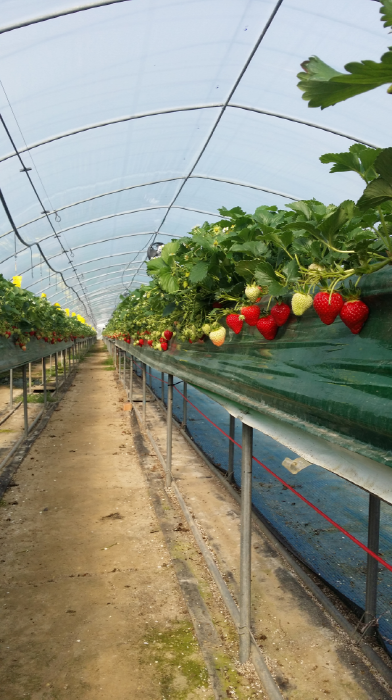 논산_딸기삼촌농장_13