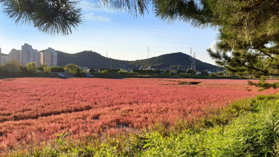 소래습지생태공원_6