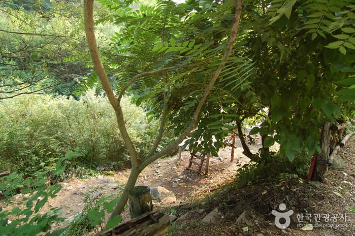 주천강강변자연휴양림_23