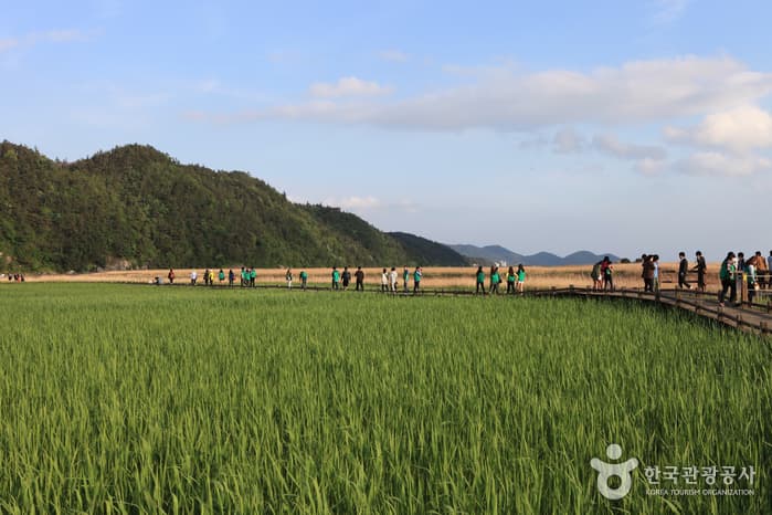 130510전남_순천_순천만자연생태공원 14