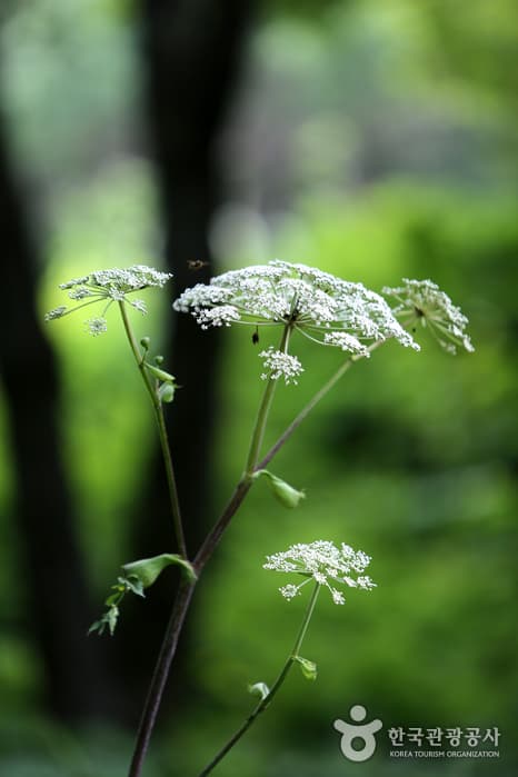강원_태백해바라기축제 & 함백산 야생화축제16