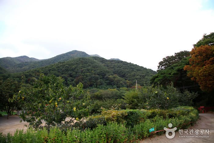 경북_포항_내연산군립공원03