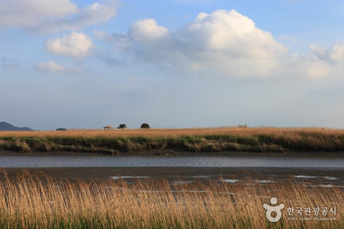 130510전남_순천_순천만자연생태공원 15