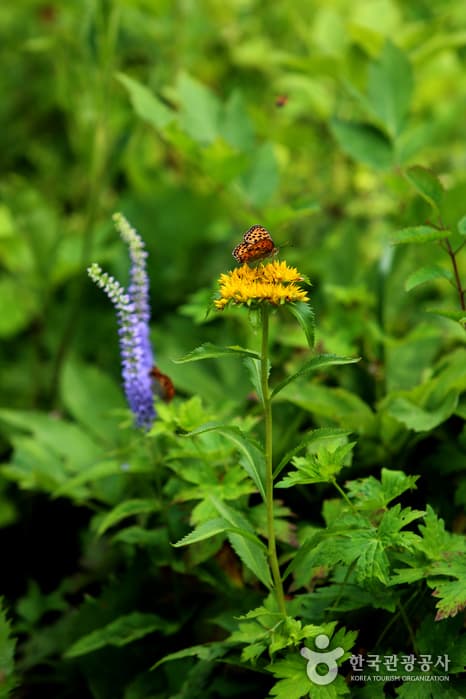 강원_태백해바라기축제 & 함백산 야생화축제17