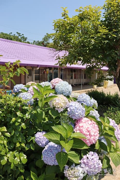 전남_신안_1보 3컷 인생샷 성지, 보라색 파도치는 반월도·박지도_22