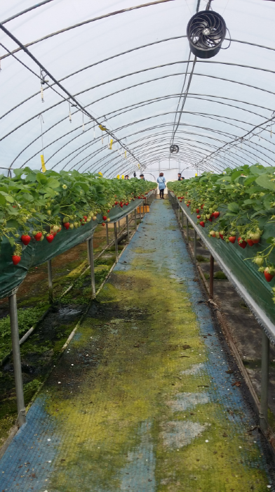 논산_딸기삼촌농장_10