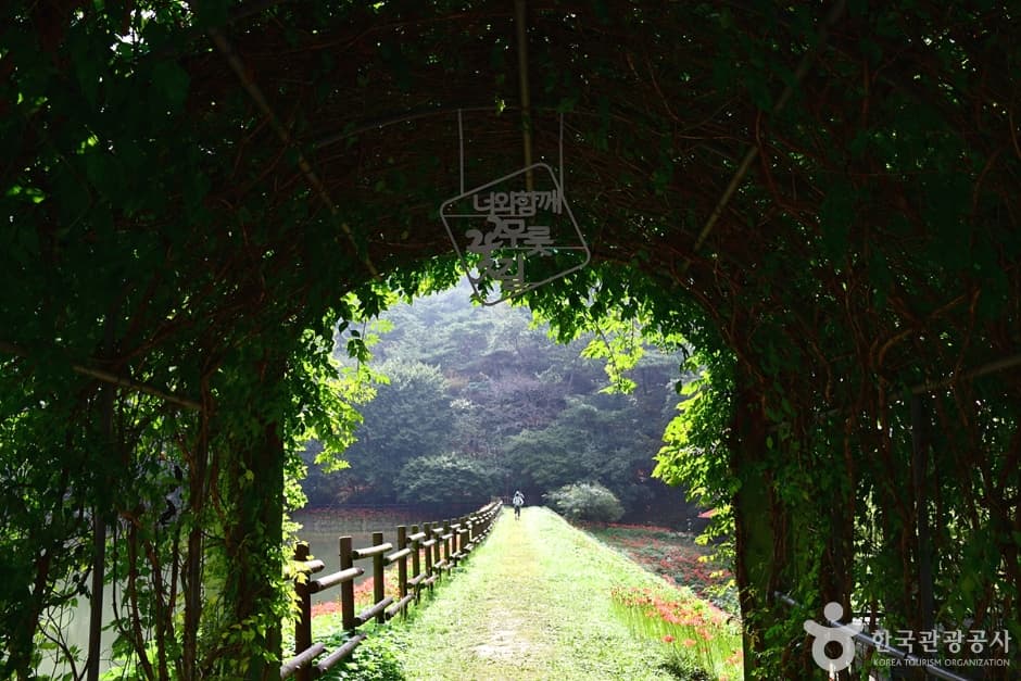 전남_함평_용천사꽃무릇공원 (21)