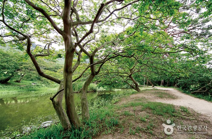전남_담양_초록의 찬찬한 위안, 담양08