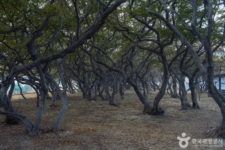 A04382_인천_옹진_서어나무군락지(11)