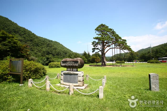 속리산정이품송_3