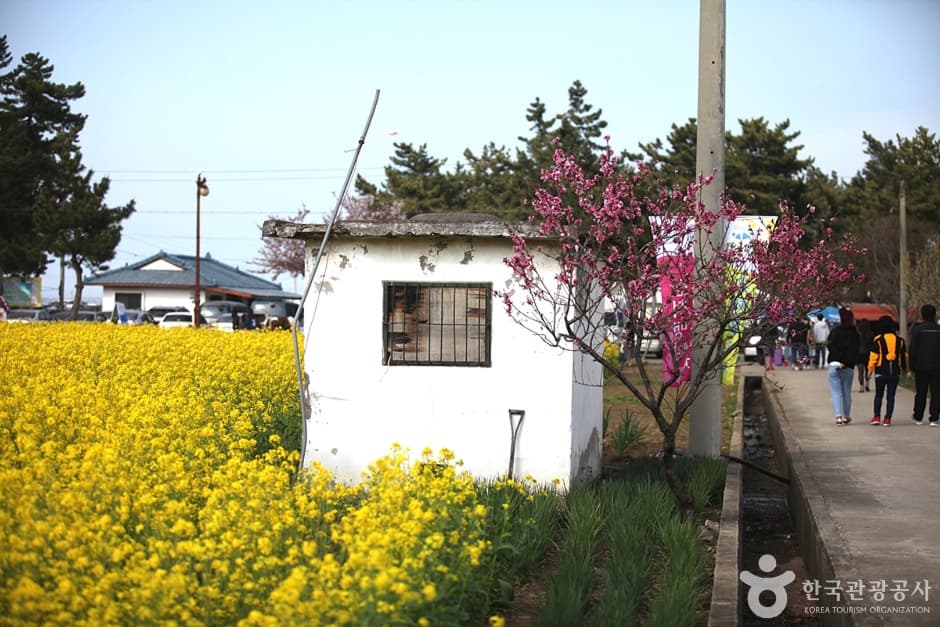삼척 맹방유채꽃 마을 (17)