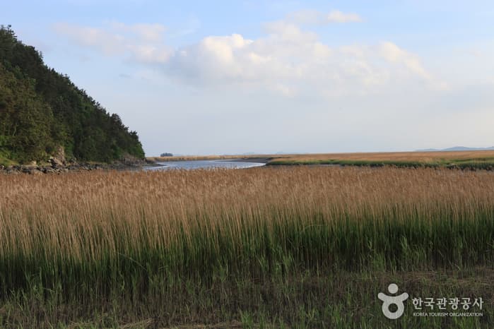 130510전남_순천_순천만자연생태공원 19