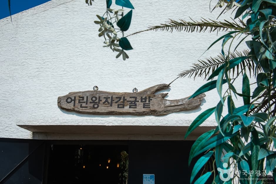 어린왕자감귤밭 (1)