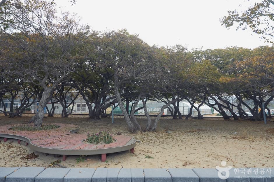 A04382_인천_옹진_서어나무군락지(14)