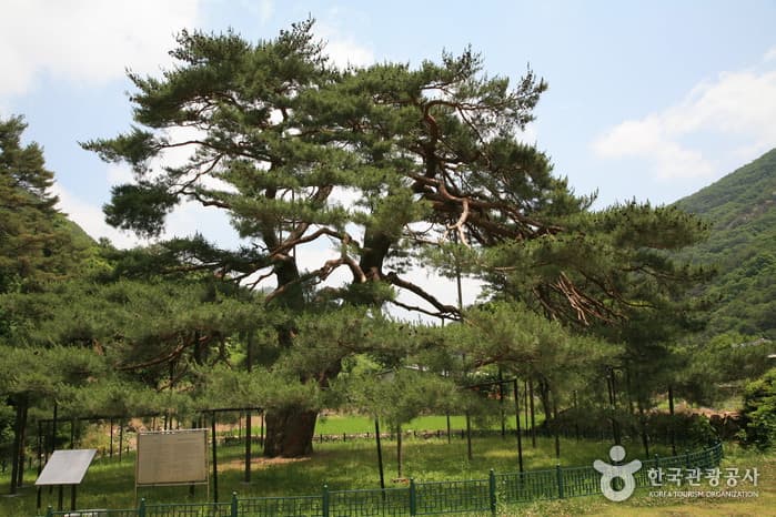 정이품송_부인송