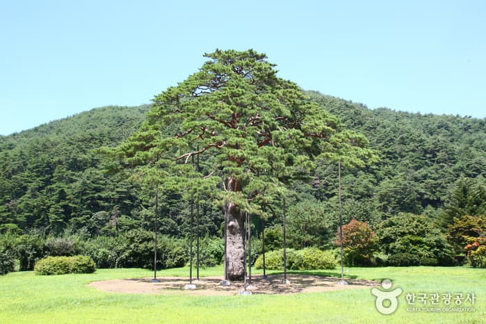 속리산정이품송_6