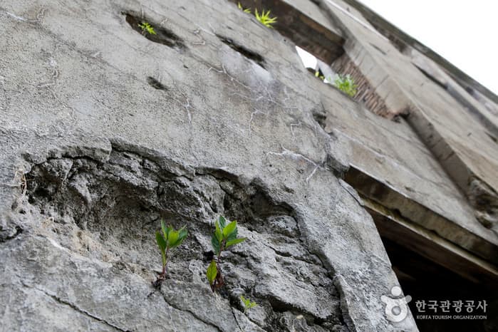 강원_철원_더위 탈출 꽃 강에서 ‘쉬리’, 철원 쉬리마을_14