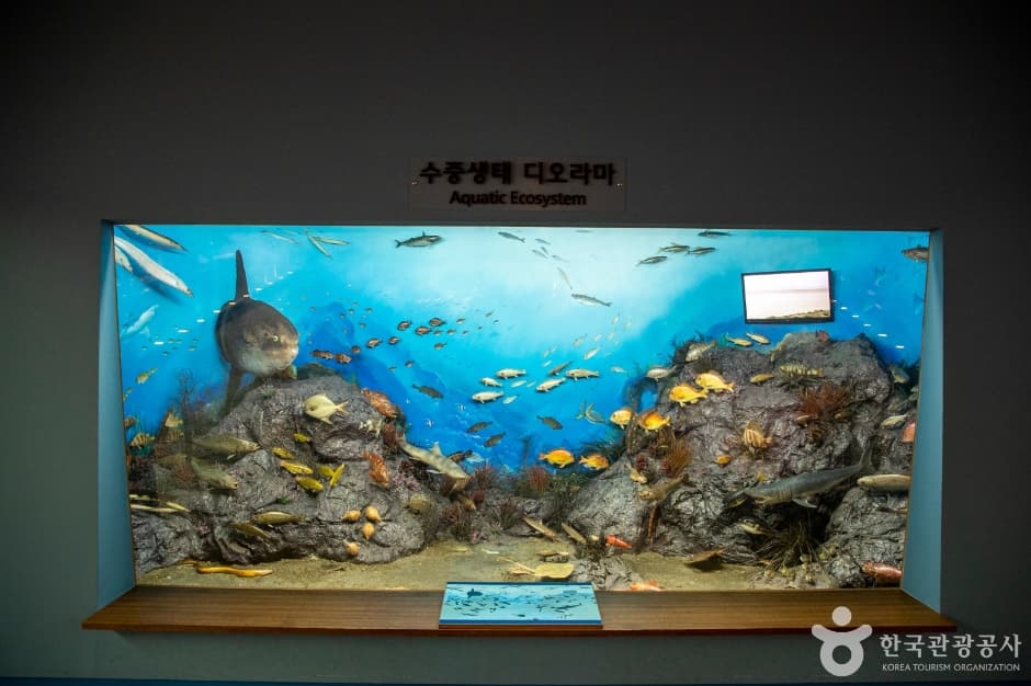 목포자연사박물관 (7)