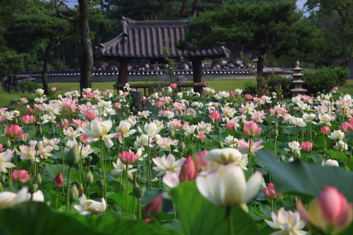 세미원 연꽃문화제 2018 (5)