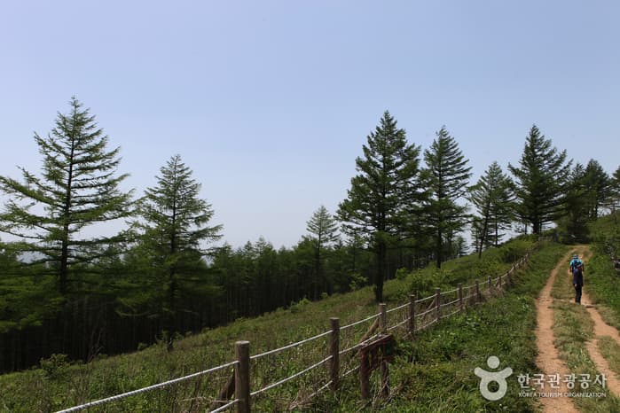 강원_정선_금대봉트레킹29