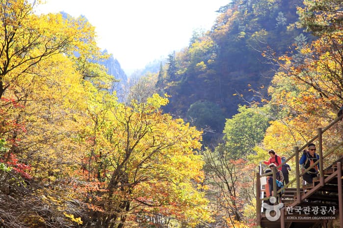 설악산 단풍  