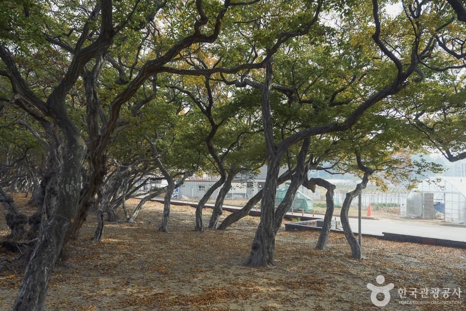 A04382_인천_옹진_서어나무군락지(2)