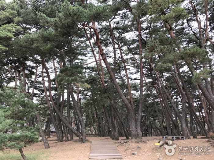 강원_영월_청령포04