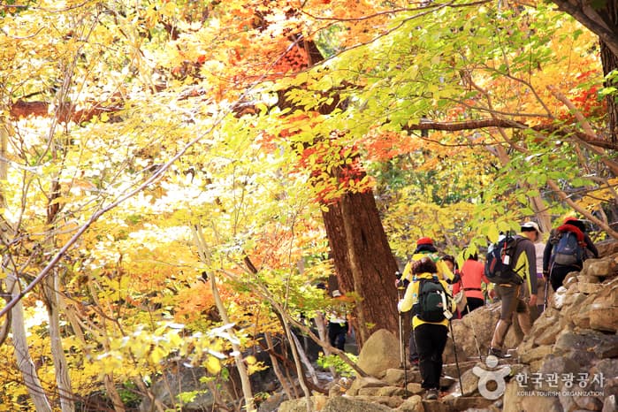 설악산 단풍  
