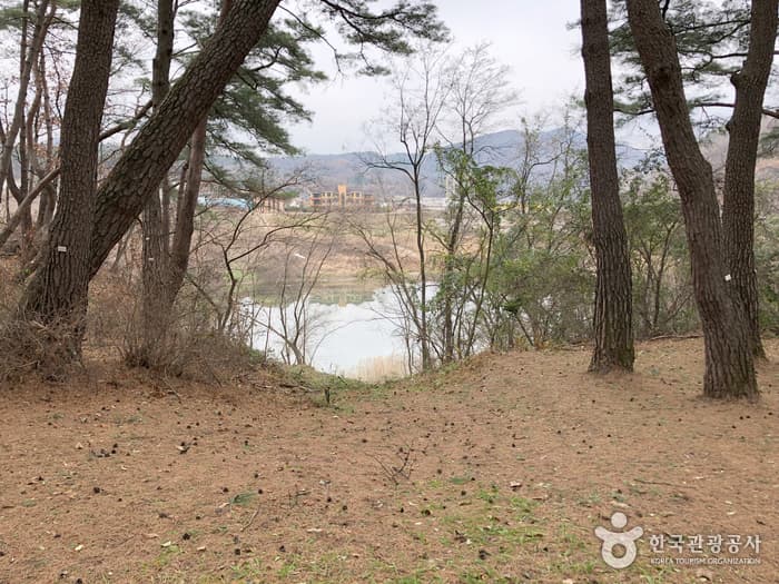 강원_영월_청령포05
