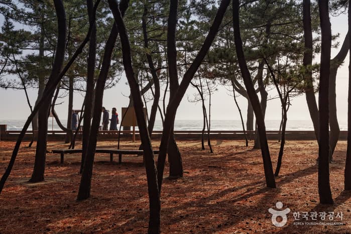 속초해수욕장 3