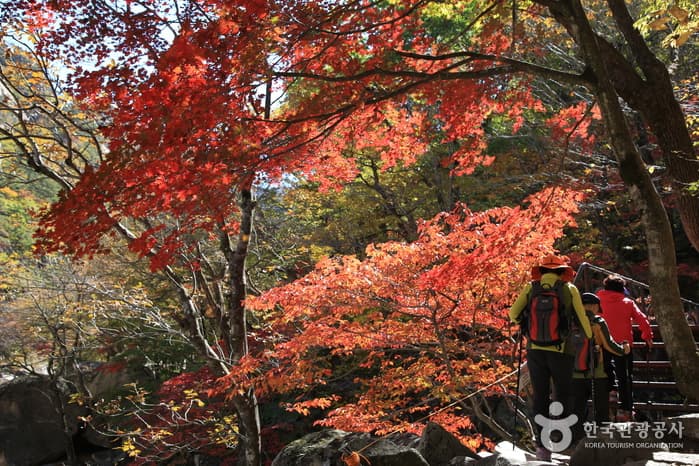 설악산 단풍  