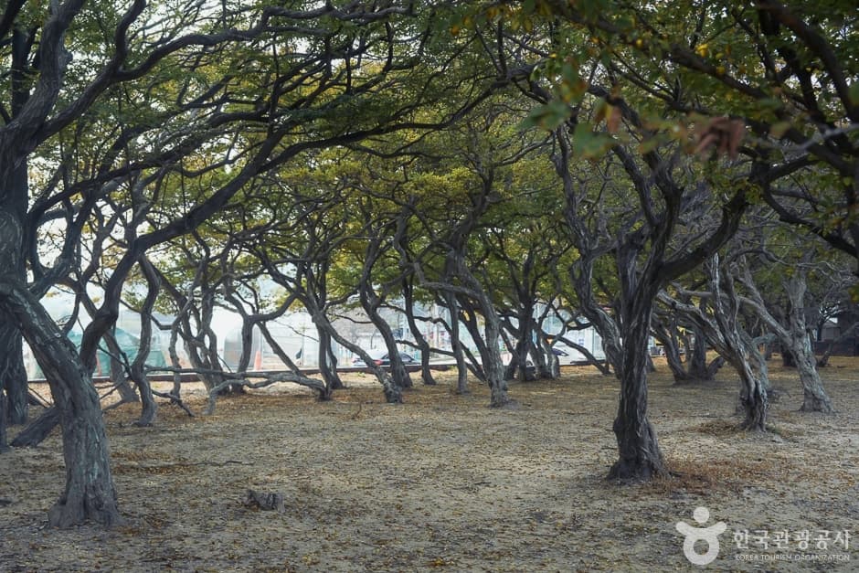 A04382_인천_옹진_서어나무군락지(6)