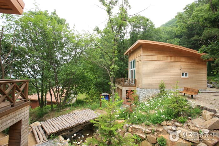 좌구산 자연휴양림 산림욕장_71