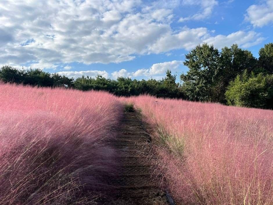 2025 고창청농원 핑크뮬리가든 3