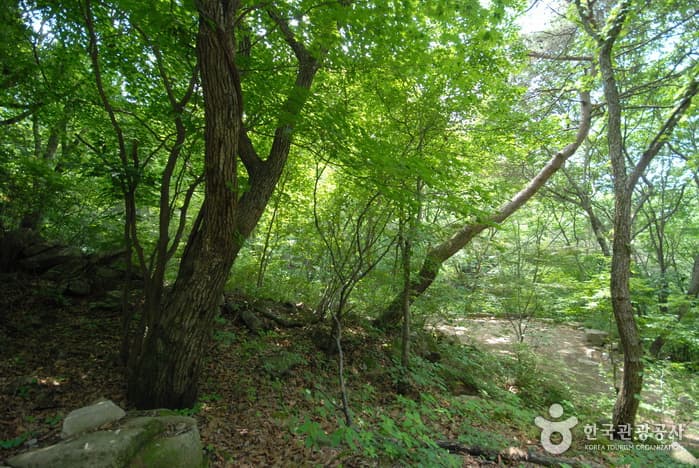 조령산자연휴양림_04